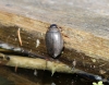 Gemeiner Furchenschwimmer,