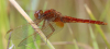 Feuerlibelle Feuerlibelle