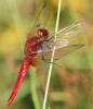 Feuerlibelle Feuerlibelle