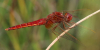 Feuerlibelle Feuerlibelle