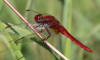 Feuerlibelle Feuerlibelle