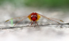 Feuerlibelle Feuerlibelle
