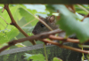 Wanderratte Wanderratte