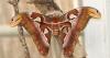 Atlasspinner