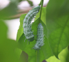 Atlasspinner- Raupe Atlasspinner- Raupe