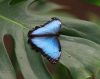 Blauer Morphofalter Blauer Morphofalter