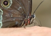 Blauer Morphofalter Blauer Morphofalter