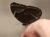 Blauer Morphofalter