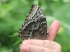 Blauer Morphofalter
