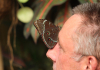 Blauer Morphofalter