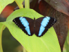 Blauer Morphofalter