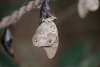 Demophon-Schuhmacher Demophon-Schuhmacher