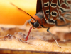 Erdbeerbaumfalter Erdbeerbaumfalter