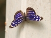 Fleck-Schillerfalter