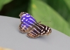 Fleck-Schillerfalter Fleck-Schillerfalter