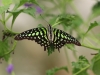 Grüner Kolibri