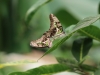 Grüner Kolibri