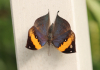 Indischer Blattschmetterling