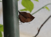 Indischer Blattschmetterling Indischer Blattschmetterling