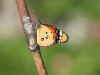 Kleiner Monarch