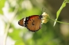 Kleiner Monarch Kleiner Monarch