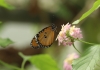 Kleiner Monarch