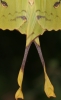 Kometenfalter Kometenfalter