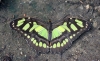 Malachitfalter Malachitfalter