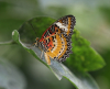 Malaiische Florfliege Malaiische Florfliege