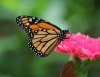 Monarchfalter Monarchfalter