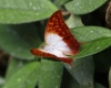 Perlenkaiser