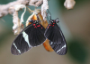 Sara longwing Sara longwing