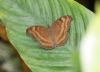 Schokoladensoldat