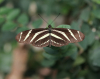 Zebrafalter Zebrafalter