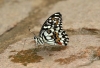Zitrus-Schwalbenschwanz