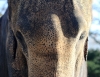 Asiatischer Elefant