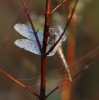 Große Heidelibelle Große Heidelibelle