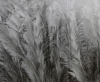 Frost