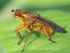 Gelbe Dungfliege Gelbe Dungfliege