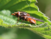 Feld-Schnabelschwebfliege Feld-Schnabelschwebfliege