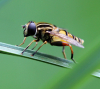 Große Sumpfschwebfliege Große Sumpfschwebfliege