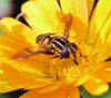 Große Sumpfschwebfliege Große Sumpfschwebfliege