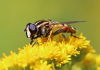 Große Sumpfschwebfliege Große Sumpfschwebfliege