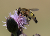 Große Sumpfschwebfliege Große Sumpfschwebfliege