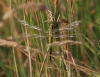 Großer Blaupfeil Großer Blaupfeil