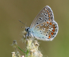 Hauhechel-Bläuling Hauhechel-Bläuling
