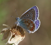 Hauhechel-Bläuling Hauhechel-Bläuling