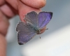 Blauer Eichen-Zipfelfalter Blauer Eichen-Zipfelfalter