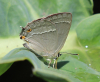 Blauer Eichen-Zipfelfalter Blauer Eichen-Zipfelfalter