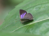 Blauer Eichen-Zipfelfalter